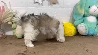 ハーフ犬の動画01