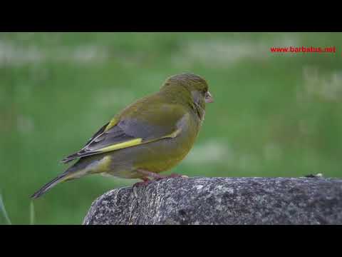 Verderón común ( Carduelis chloris ) Gree