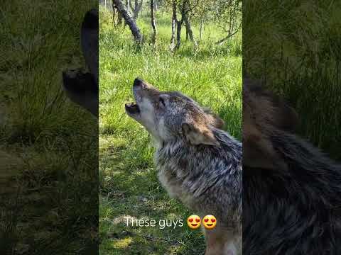 Howling wolves 😍