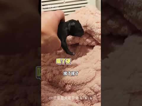 閻王：擱我這卡bug呢？#萌寵  #小奶狗  #毒奶  #搞笑  #可愛