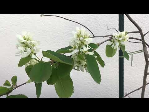 Afinul canadian Martin inflorit