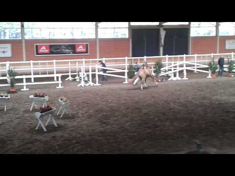 2014Körung Wickrath #18 Double-o-seven