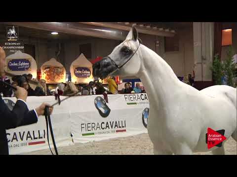 N.193 ALTAMIRA - Verona 2017 - 10 Years Old and Older Mares (Class 9)