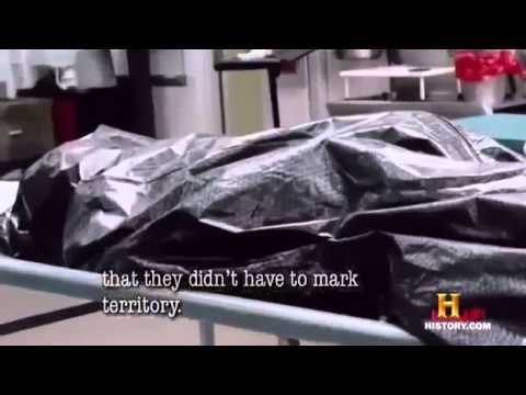 American Crime Gangs   S13   Top 6 Gangs   Documentary 2014