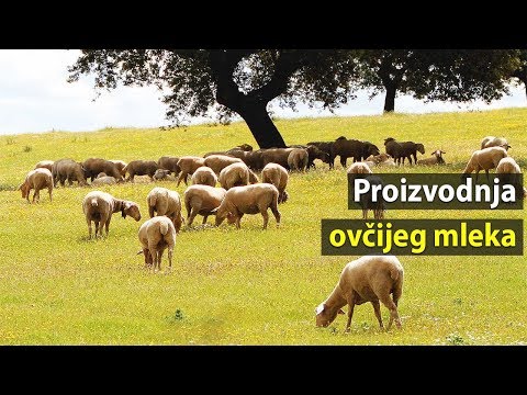 5 faktora koji utiču na proizvodnju ovčijeg mleka