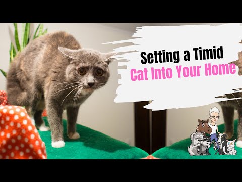 Episode 81: Settling a Timid Cat Into Your Home