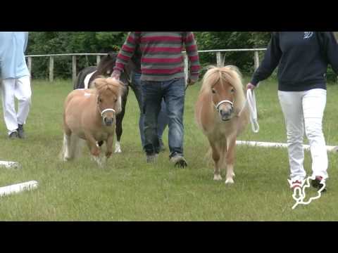 Stuteneintragung Pferdestammbuch SH/HH - Schrittring Shetland Ponies
