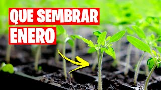 QUE SEMBRAR en ENERO (Calendario de Siembra) + TAREAS  La Huerta de Ivan 🌱