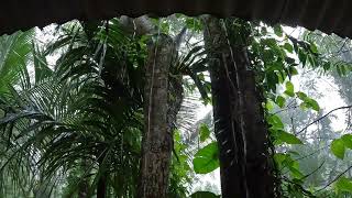 Heavy Rain on Tin Roof in Tropical Jungle: Sleep Deep & Peaceful to the Soothing Sound of Rain Above