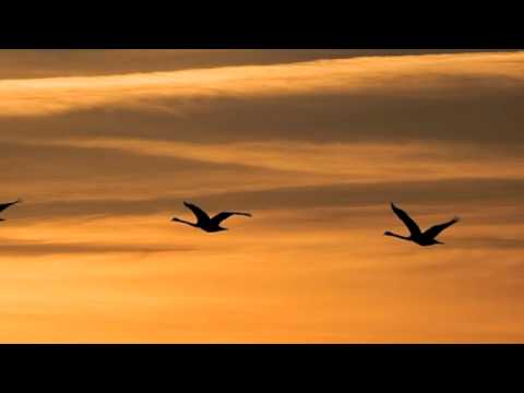 Nils-Ole Finbak - Swans Against The Sun (Michael Martin Murphey Cover)