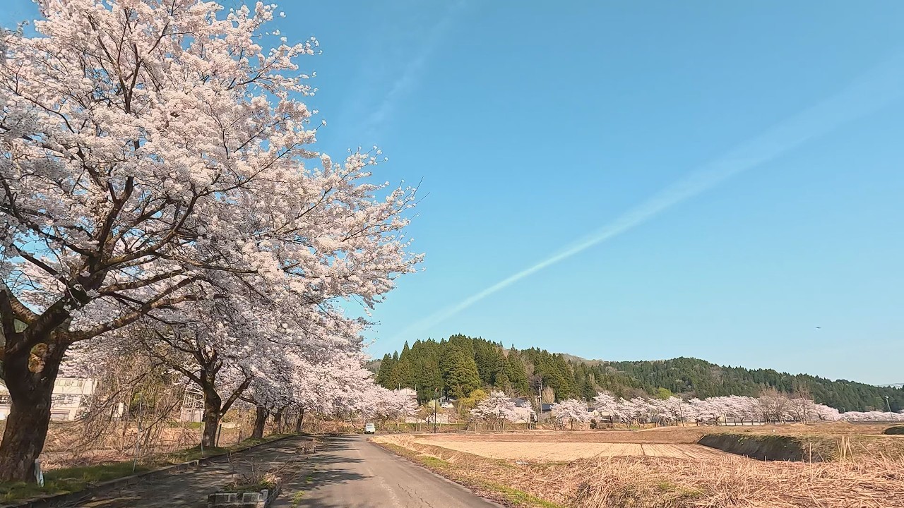 【ふるさと百景】　お花見ポタリング　リバーサイドロード（新潟県上越市安塚区）