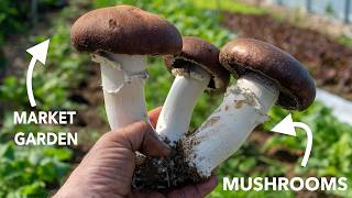 Adding Mushrooms to the Market Garden