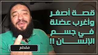 صورة قصة أصغر و أغرب عضلة في جسم الإنسان ! | د . حازم شومان