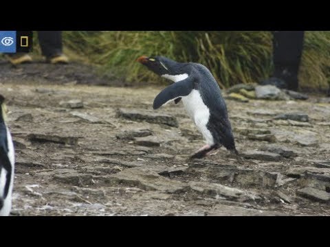 Rockhopper Penguins in the Falklands | Virtual Expeditions | Lindblad Expeditions
