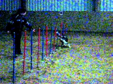 Training Reini + Dave 01.12.2011 Hundeschule Hentz, Gusenburg :-)