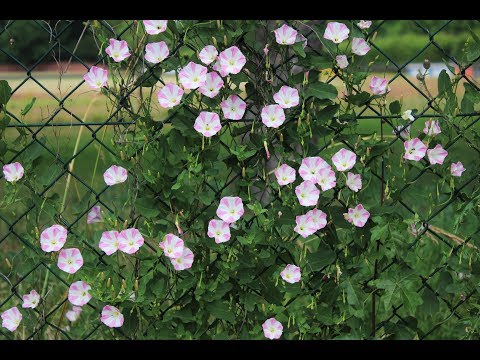 Guerreiro Da Paz  - Eu Chamo a Forca