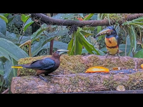 Chestnut-headed Oropendolas And Collared Aracaris Enjoy Fresh Papayas In Panama – Sept. 22, 2024