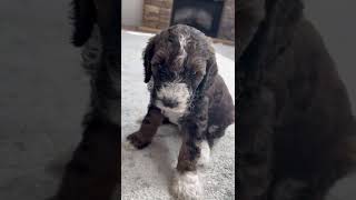 Bernedoodle Puppies Videos