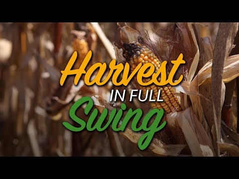 Corn Harvest in Full Swing
