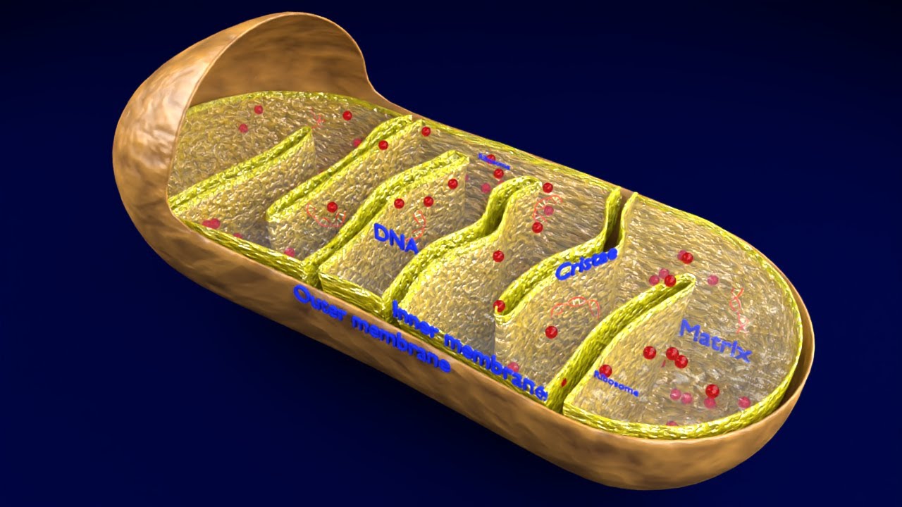 Mitochondria Microscopy detailed labelled 3D Model