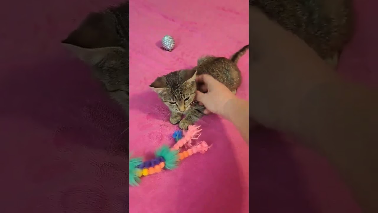 Enlarge Briar, a Adoptable mixed breed in Groveland, MA video 4/4