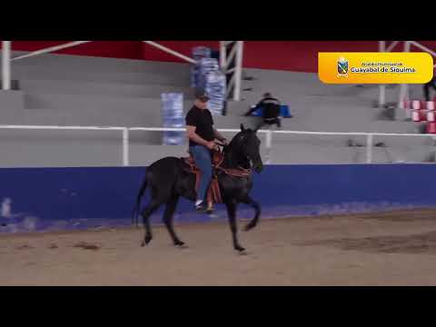 EXPOSICION EQUINA GRADO B GUAYABAL DE SIQUIMA CUNDINAMARCA