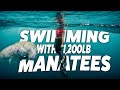 Swimming With Manatees In Crystal River FL Your Ultimate Tour Guide