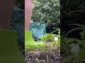 Kermit Boots In The Flower Bed