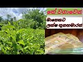 මාසෙකට ලක්ෂ තුනහමාරක උපයන තේ The Wagawa Srilankan Te