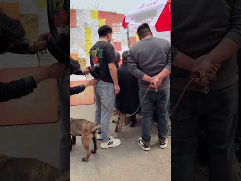 Where is my dog? Funny, never expected, unexpected ending 🎥 P275