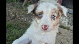 Video preview image #1 Border-Aussie Puppy For Sale in BLUE RIVER, WI, USA