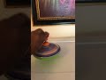 Humming top toy #humming top toy