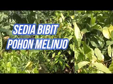 Jual Bibit Pohon Melinjo lihat di Tamanpohon.com