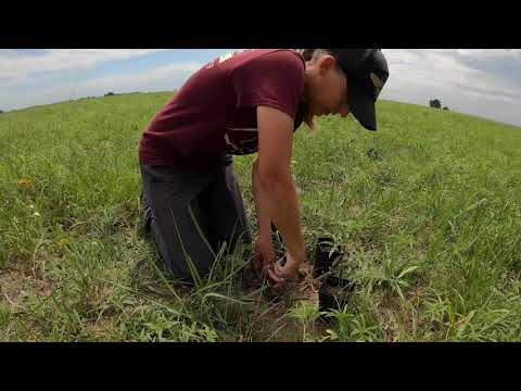 Transplanting milkweed plants outside