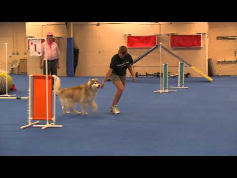Kismet Agility Trial 082215   Snooker