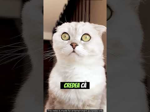 🔥 🐱 Pisica Geloasă Atacă Cutia Misterioasă !! #shorts