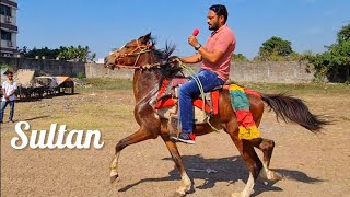 Download lagu Sindhi Horse Ki Rawal and Sagam Chaal | Mr Behlim Riding Sultan in Kathor, Surat mp3