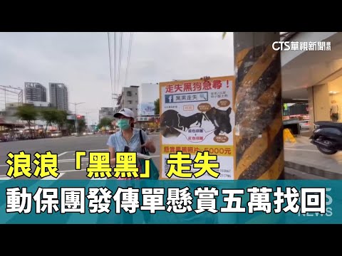 浪浪「黑黑」走失　動保團發傳單懸賞五萬找回