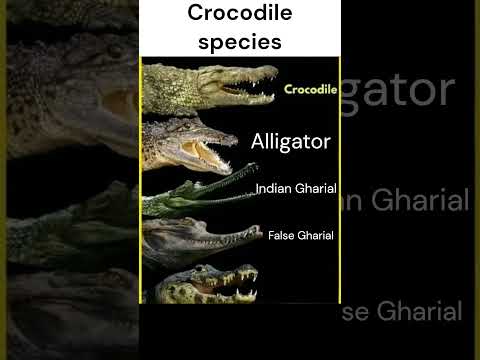 A Guide to Different Crocodile Species in English |Englsih Learning| #shorts #crocodiles