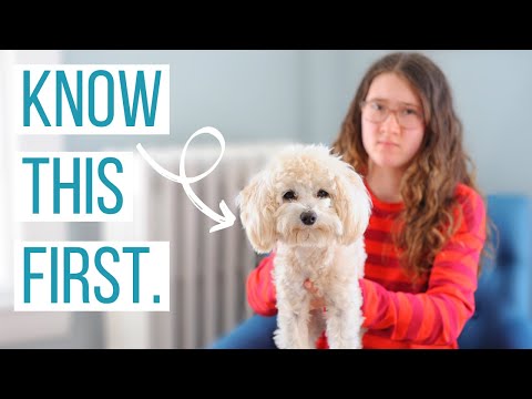 5 Reasons NOT to Get a Maltipoo | Is the Maltipoo the Right Dog for You?
