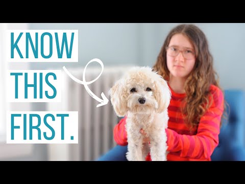 3rd YouTube video about are maltipoo hypoallergenic