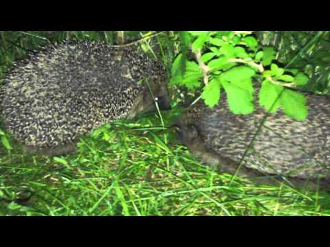 Hedgehogs fight ?