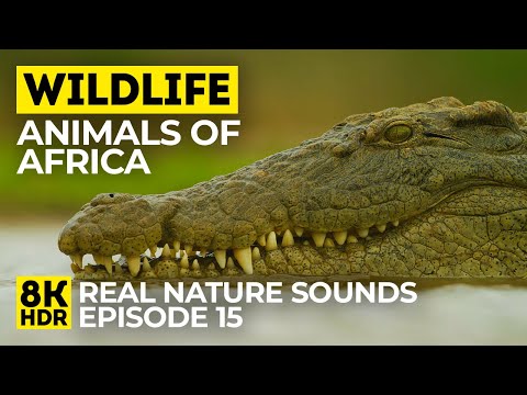 8K HDR Wildlife of Africa - Episode 15 | Close-up Animals of Sanbona Reserve + Real Nature Sounds