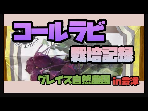 コールラビの保存: 最良のヒント 植物