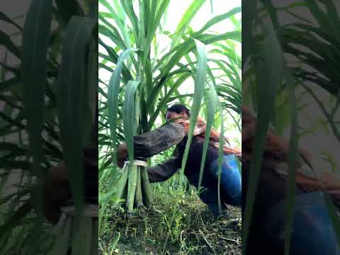 Techniques To Farm Softer Sugarcanes Full Video #satisfying #shot