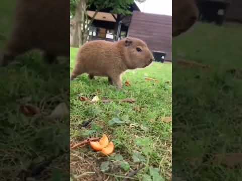 Capi chiquito#capibara #capybara #carpincho