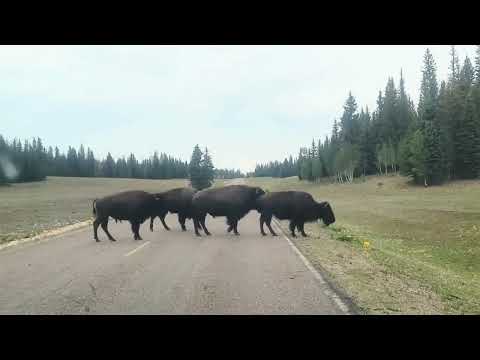 American Bison - Mammals - Animals for Kids