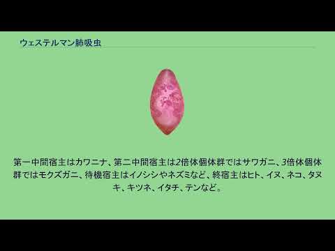 リンゲリ吸虫について詳しく解説