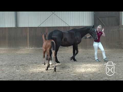 ODRZ185 Hengstfohlen von Loveless - Contender - Constant