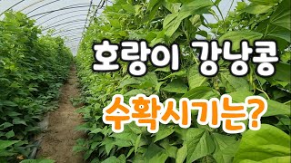 호랑이강남콩 수확은 언제?